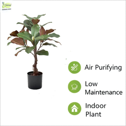 ENUTROF Artificial Rubber Plant Ficus Elastica – 60cm Compact Fake Plant for Desk & Home Decor ENUTROF