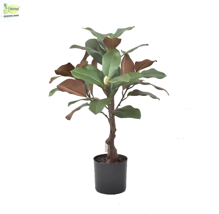 ENUTROF Artificial Rubber Plant Ficus Elastica – 60cm Compact Fake Plant for Desk & Home Decor ENUTROF