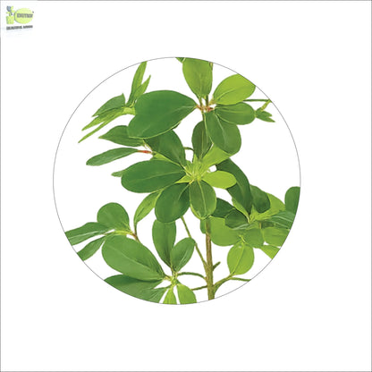 ENUTROF Artificial Schefflera Umbrella Plant – 50cm Small Fake Plant for Desk & Shelf Decor ENUTROF