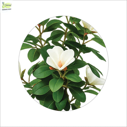 ENUTROF Artificial White Magnolia Bonsai Tree – 60cm Fake Flowering Bonsai for Home Decor ENUTROF