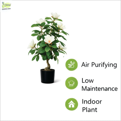 ENUTROF Artificial White Magnolia Bonsai Tree – 60cm Fake Flowering Bonsai for Home Decor ENUTROF