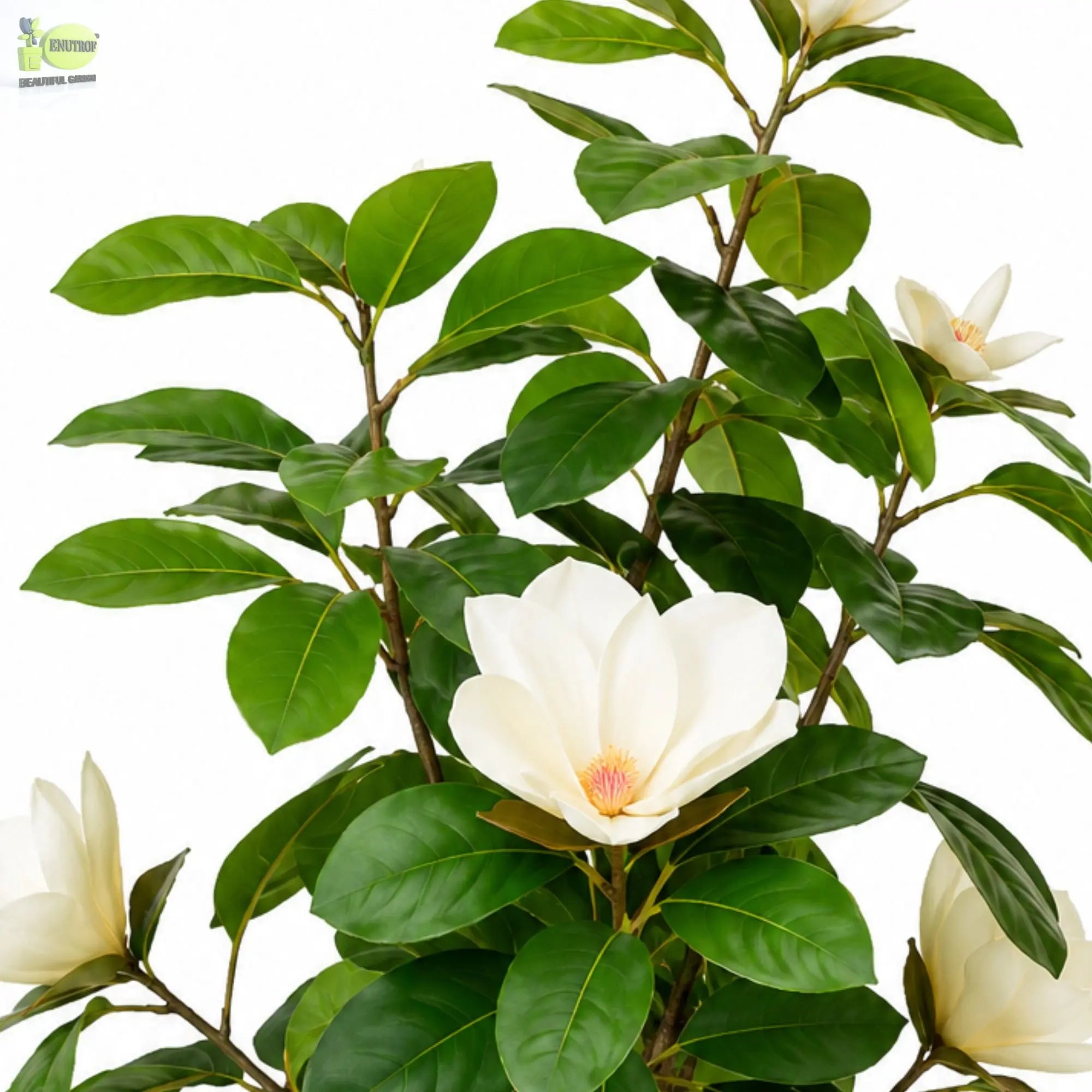 ENUTROF Artificial White Magnolia Bonsai Tree – 60cm Fake Flowering Bonsai for Home Decor ENUTROF