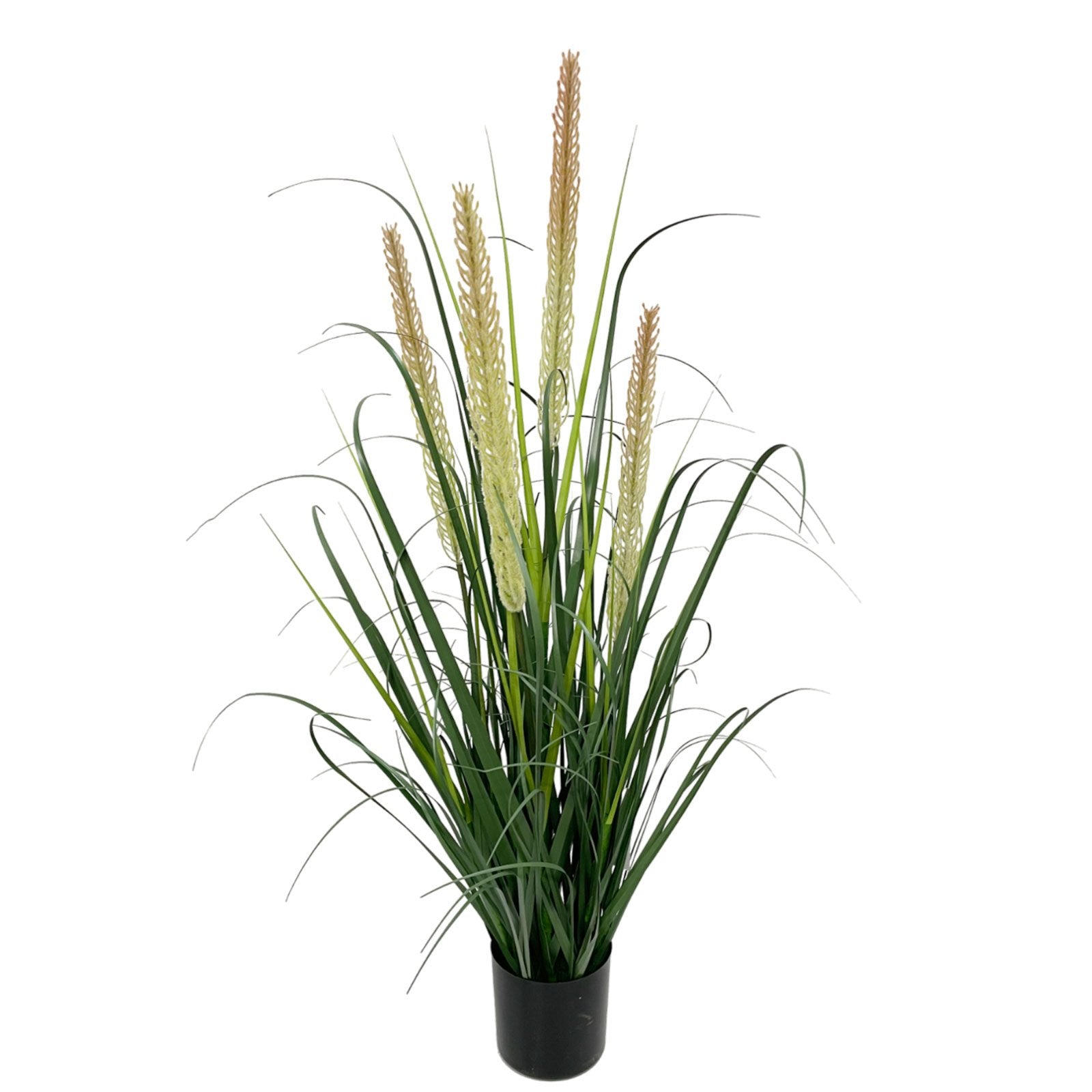 Onion grass with dual reeds plant