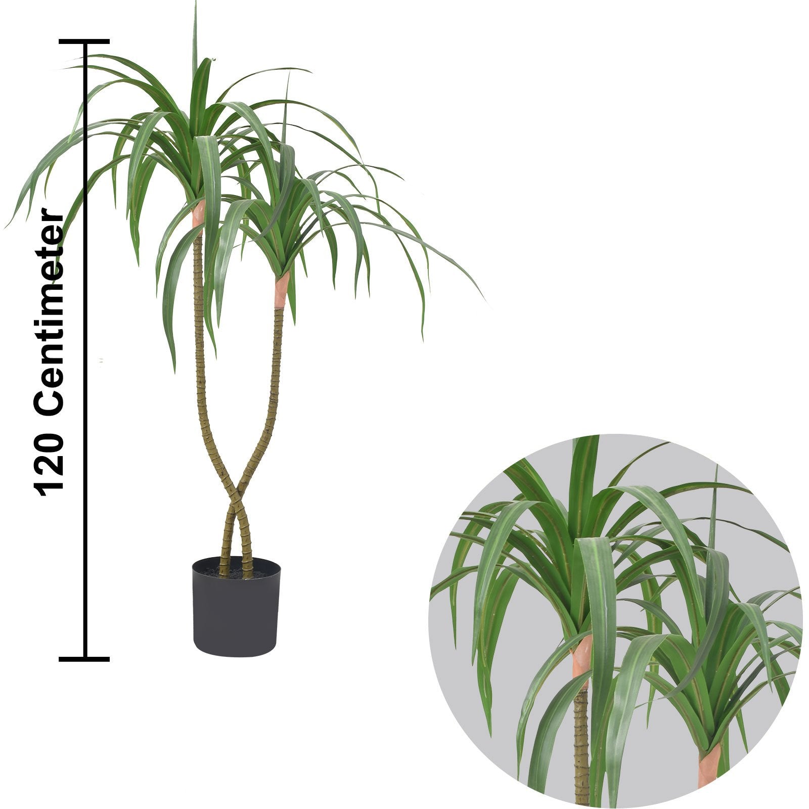 Dracaena fragrans (120 CM)