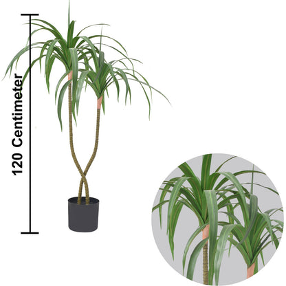 Dracaena fragrans (120 CM)