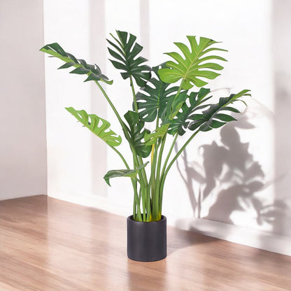 Monstera Bonsai (113 CM)