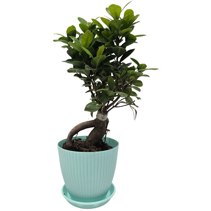 bonsai ficus (Rainbow pot) Enutrof Decor