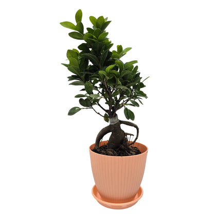bonsai ficus (Rainbow pot) Enutrof Decor