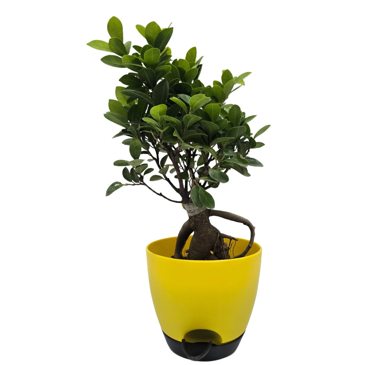 Enutrof Ficus Bonsai Live Plant for Indoors with Self-Watering Cap Pot Enutrof Decor