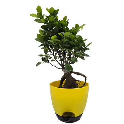 Enutrof Ficus Bonsai Live Plant for Indoors with Self-Watering Cap Pot Enutrof Decor