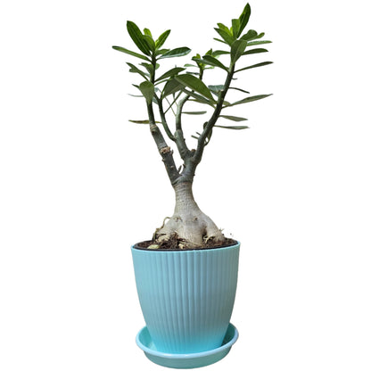 Enutrof Hybrid Adenium Flower Plant with Rainbow Pot Enutrof Decor