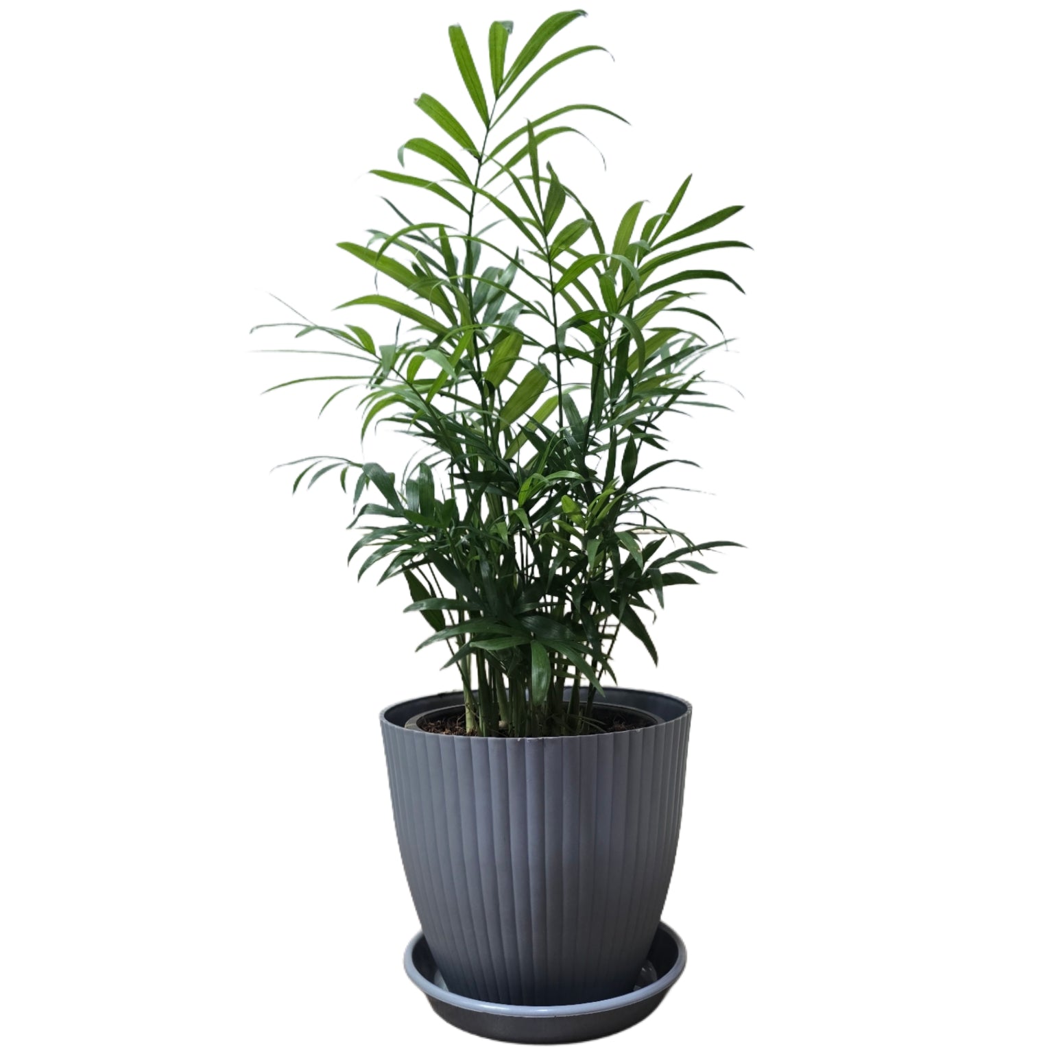 Enutrof Areca Palm Air Purifier Live Plant with Self-Watering Rainbow Pot Enutrof Decor