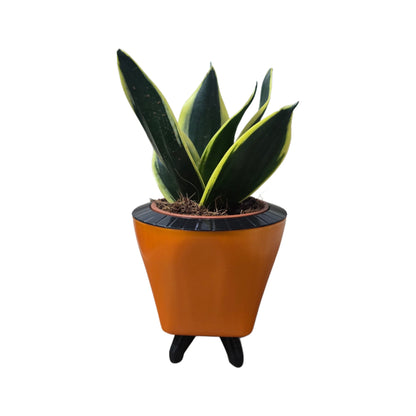 Enutrof Sansevieria Golden Hahnii Snake Plant with Self-Watering Decorative Pot Enutrof Decor