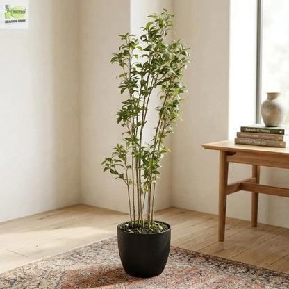 Pieris Artificial Plant – 180 CM | Indoor Decorative Green Plant Enutrof Decor