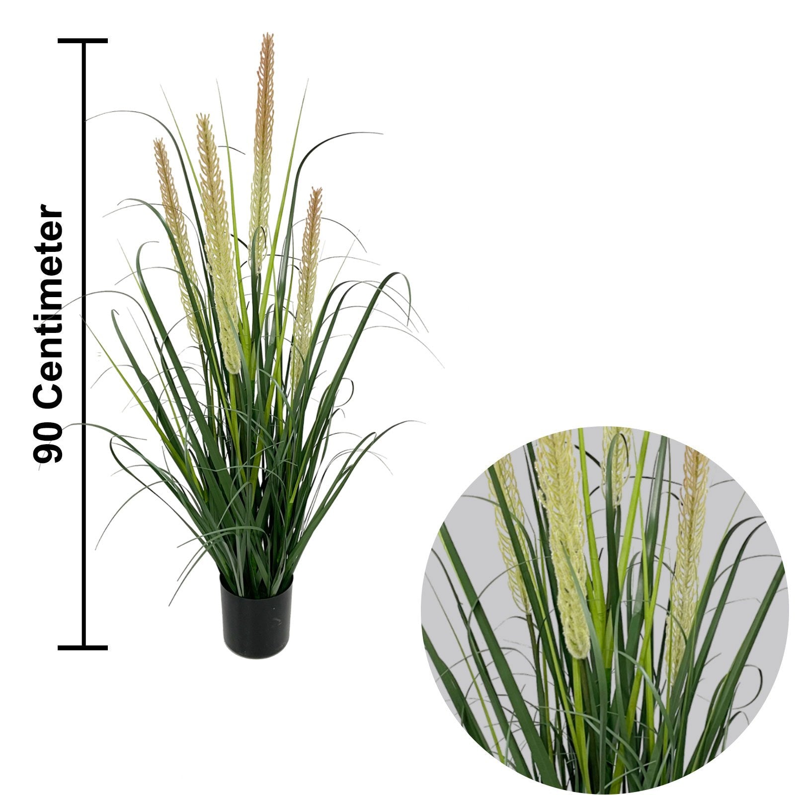 Onion grass with dual reeds plant