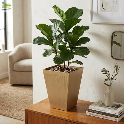 Striped Square Basin Planter Enutrof Decor