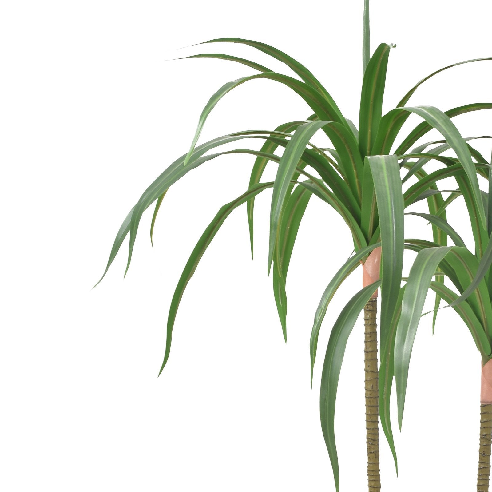 Dracaena fragrans (120 CM)