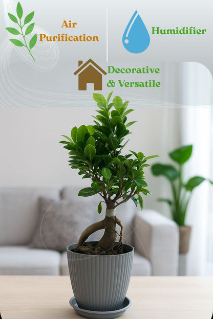 bonsai ficus (Rainbow pot) Enutrof Decor