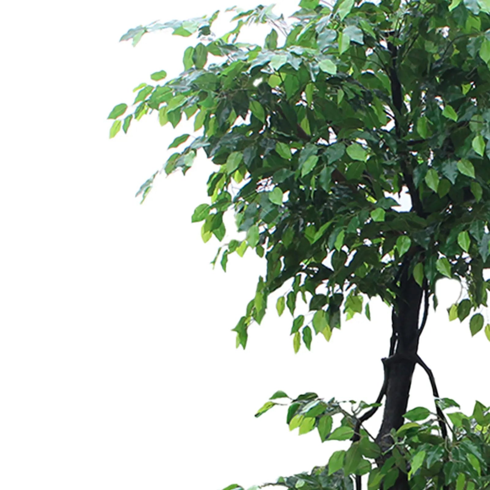 Tall Artificial Ficus Tree – 250 CM | Indoor Greenery Enutrof Decor