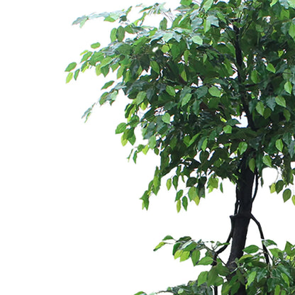 Tall Artificial Ficus Tree – 250 CM | Indoor Greenery Enutrof Decor