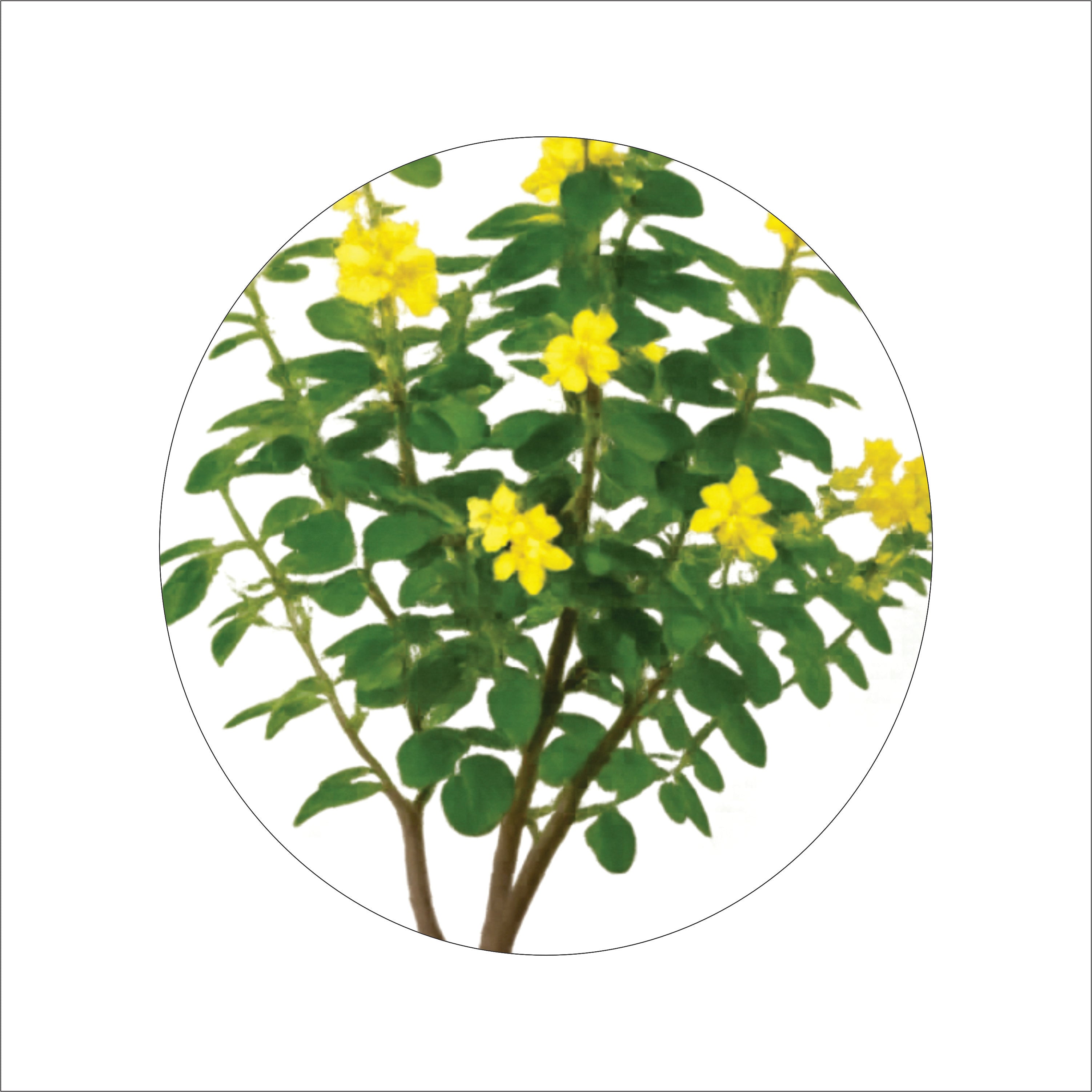 ENUTROF Artificial Golden Cassia Flowering Tree – 150cm Fake Yellow Blooming Plant for Home Decor ENUTROF