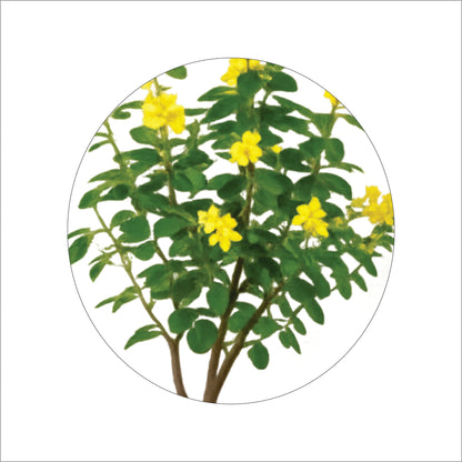 ENUTROF Artificial Golden Cassia Flowering Tree – 150cm Fake Yellow Blooming Plant for Home Decor ENUTROF