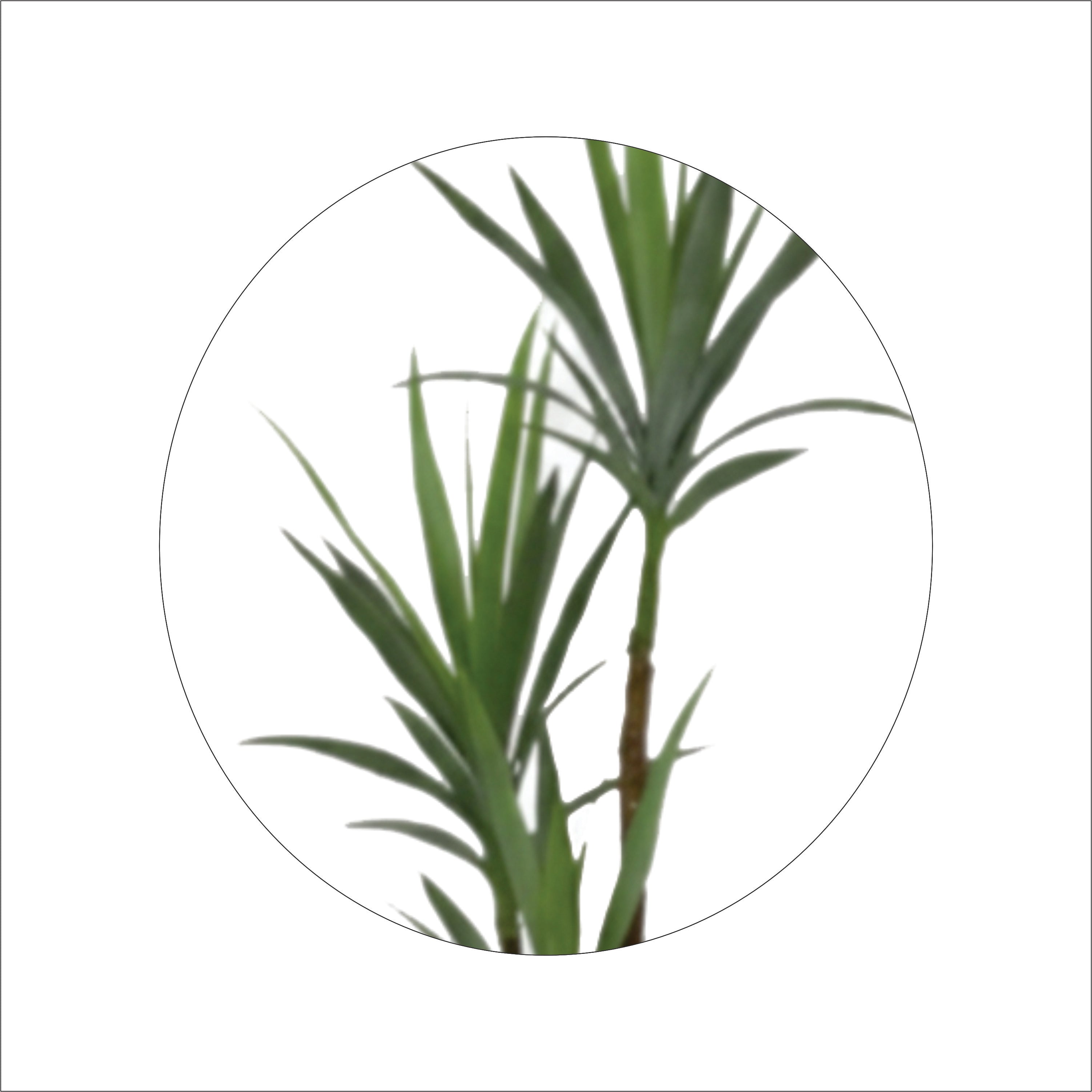 ENUTROF Artificial Dracaena Yucca Plant – 150cm Tall Sword-Leaf Fake Plant for Modern Decor ENUTROF
