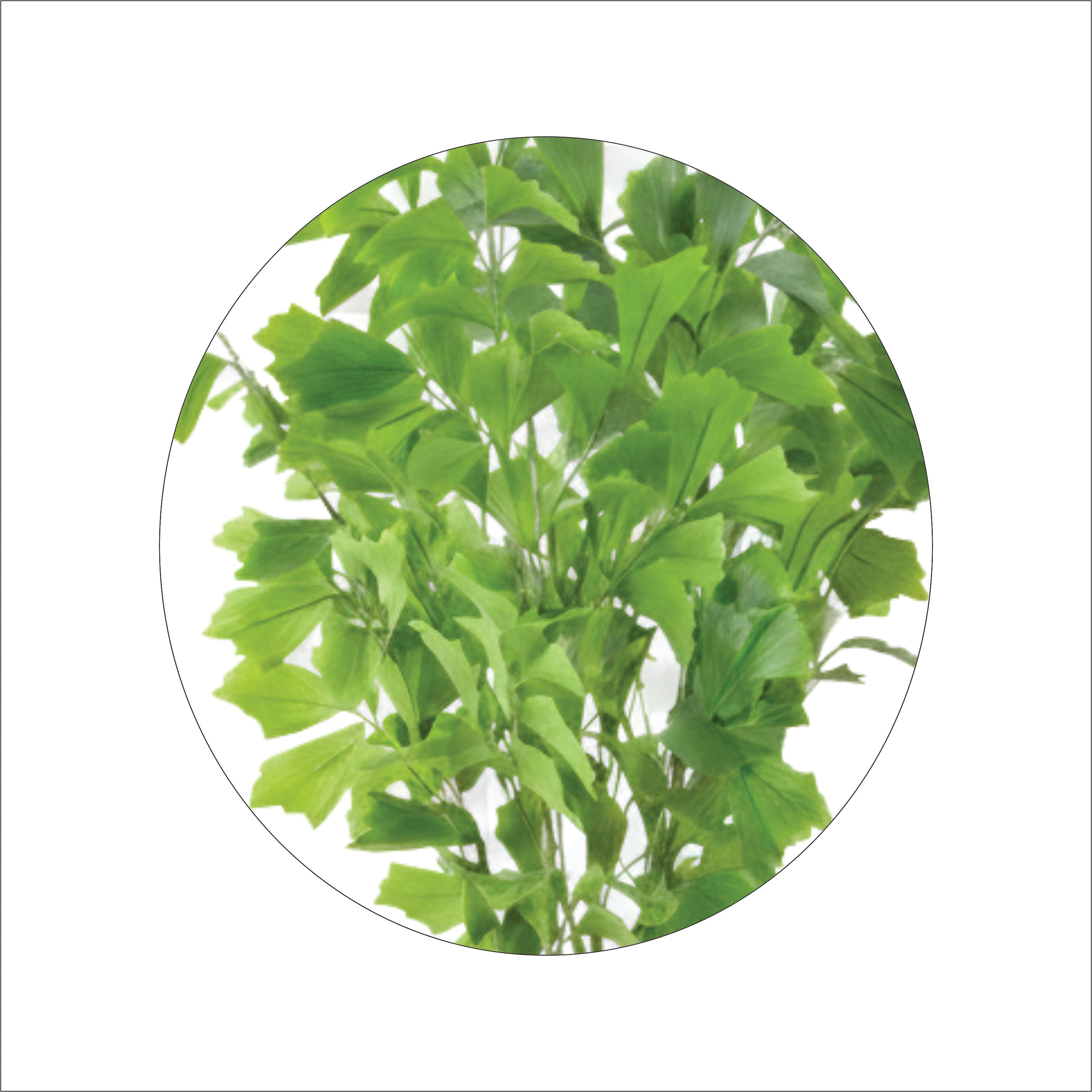 ENUTROF Artificial Ginkgo Maidenhair Tree – 120cm Unique Fan-Leaf Plant for Home Decor ENUTROF