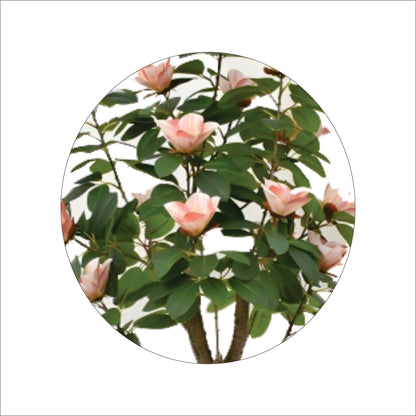 ENUTROF Artificial Pink Magnolia Flowering Tree – 140cm Fake Blooming Plant for Home Decor ENUTROF
