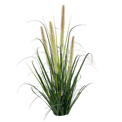 Onion grass with dual reeds plant