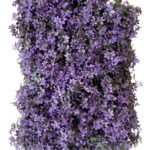 Blooming Purple Perennials
