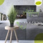 Onion grass