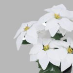 white poinsettia plant