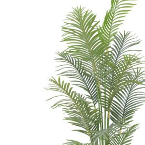 palm plants for home