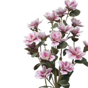 magnolia flowers