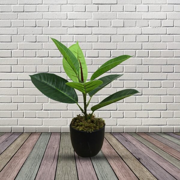 indoor rubber plant