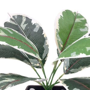 Petalshue plant