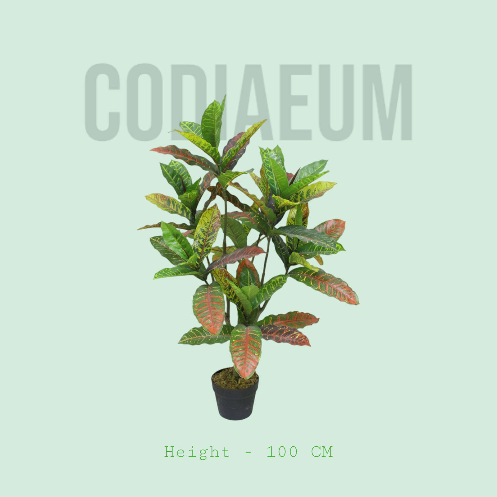 Codiaeum plant
