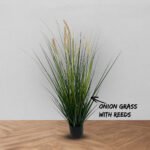 Onion grass