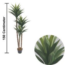 yucca plant size