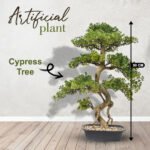 cyprees tree bonsai