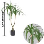 Dracaena fragrans