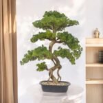 cyprees tree bonsai