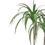 Dracaena fragrans